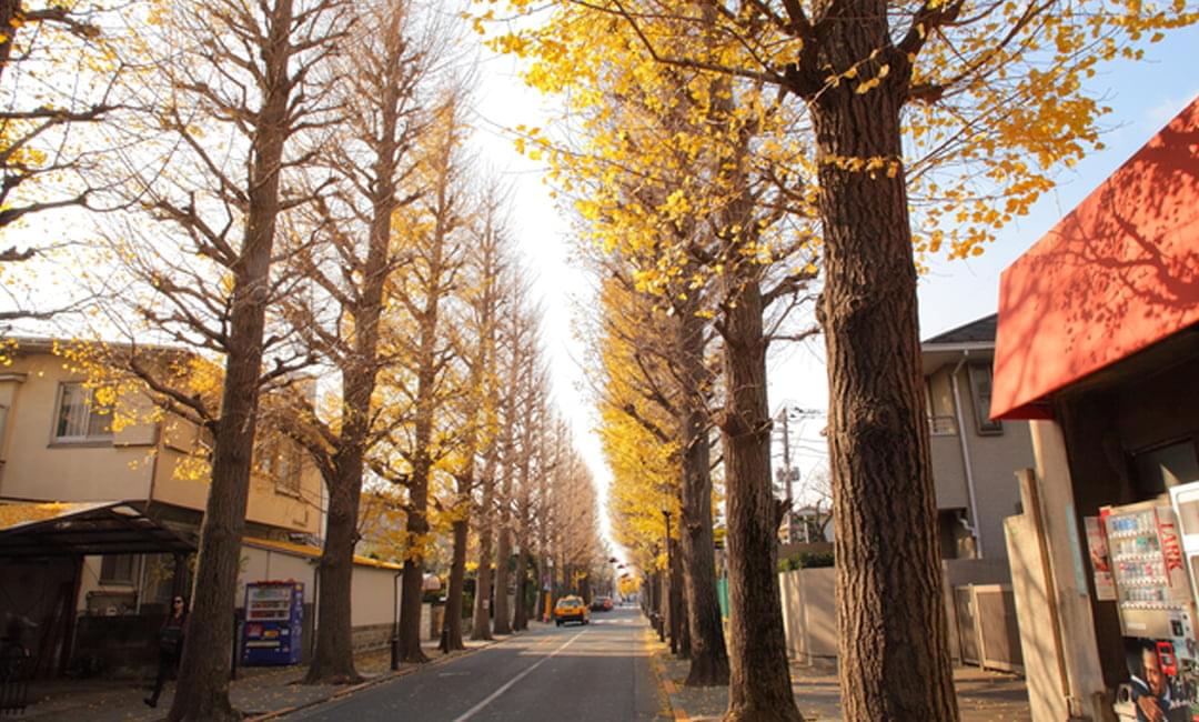 世田谷区／成城学園前のいちょう並木